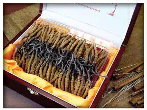 桦南冬虫夏草回收